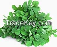 High  quality  Fenugreek