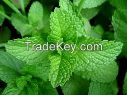 HIGH  quality   Mint Leaves