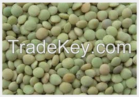 High quality Green Lentils