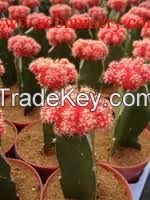 High quality Indoor Gymnocalycium mihanovichii var.friedrichii cactus plants 