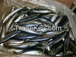 High  quality mackerel 200-300g 