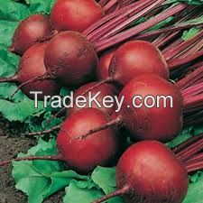 High  quality  Best price Red Beet Root 