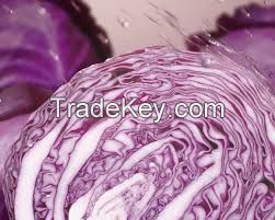 High Quality Red Cabbage 