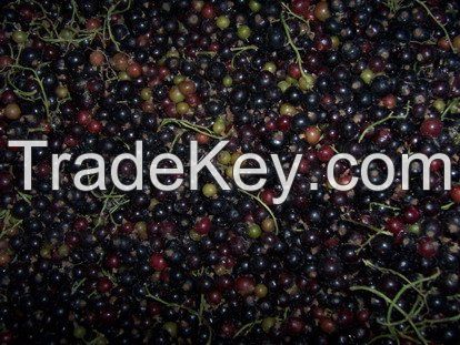 High  quality  Frozen Black Currant Fruit for sale 