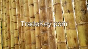 High  quality  Giant Bamboo