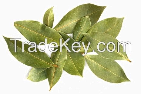 High  quality  laurel bay leaves
