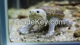 turtles  for  sale  