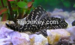 Pleco fish for sale 
