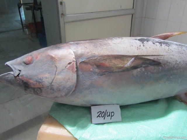 Deep Process Frozen Fright Precooked Yellowfin Tuna Loins