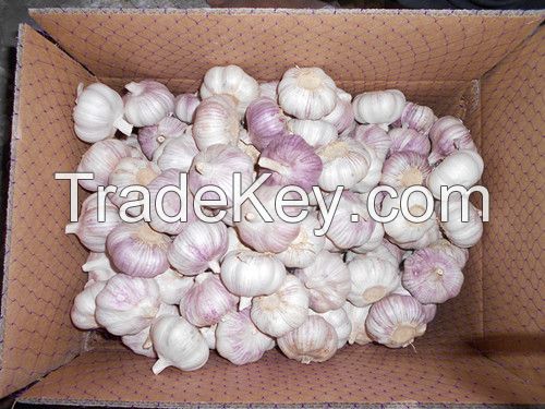 Normal white garlic;