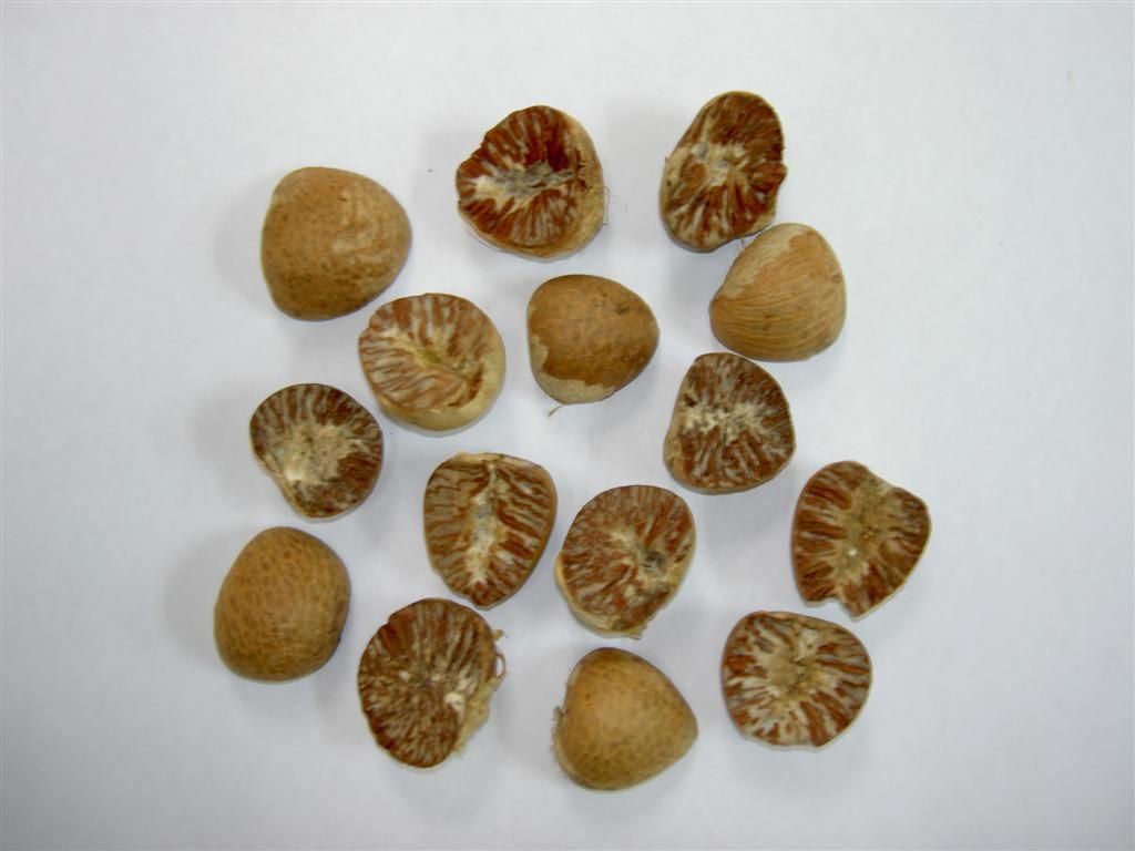 Areca Nuts Split