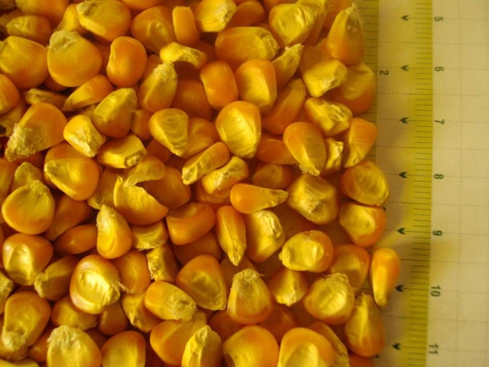 YELLOW CORN