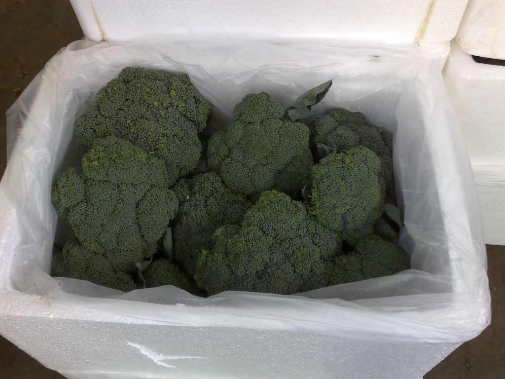 Fresh broccoli