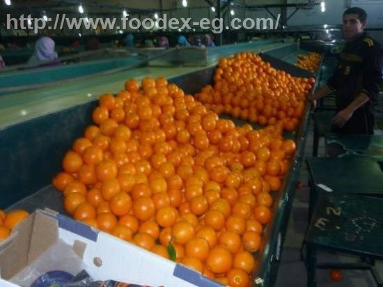 Navel orange