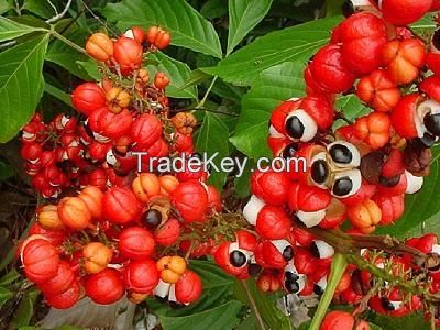 Brazilian Natural Guarana Seed