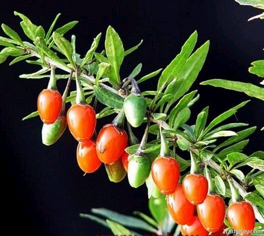Premium Quality Lycium chinense Barbary Wolfberry Fruit P.E