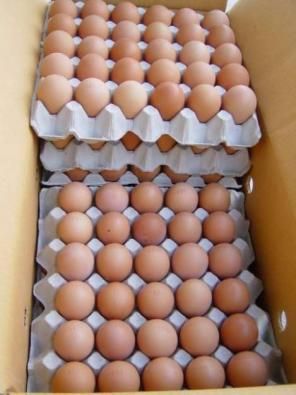 chicken eggs