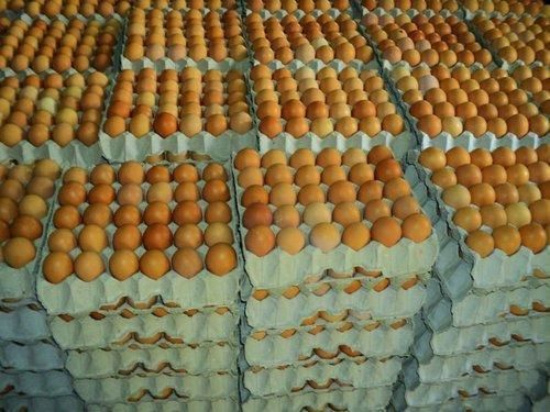 chicken eggs