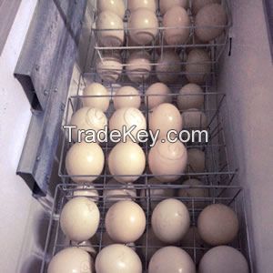 Ostrich Chicks,eggs And Feathers For Sale