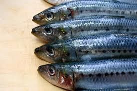 Sardine