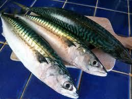 Mackerel