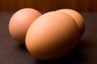 Affordable farm fresh chicken eggs for sale