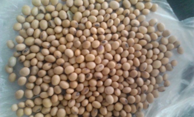 Soya beans seeds