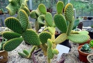 Cactus P.E.