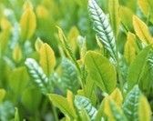 Natural tea tree essential oil