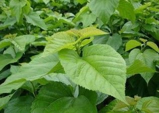 Mulberry Leaf Extract