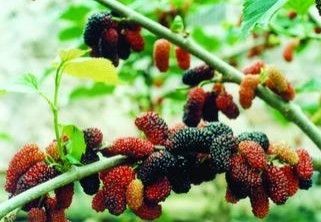 Mulberry Fruit Extract(Anthocyanidins)