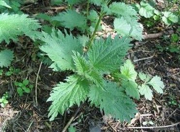 Nettle root Extract