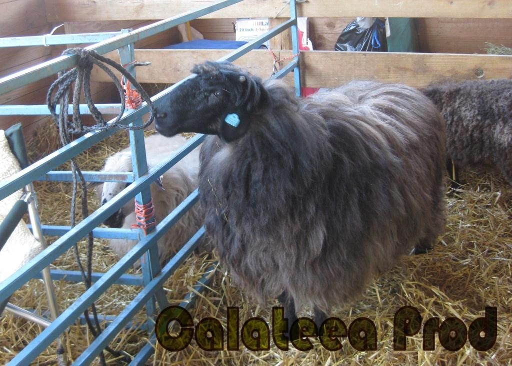 live lamb, live sheep, sheep By CALATEEA, Moldova