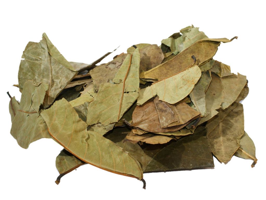 Soursop/Graviola leaves