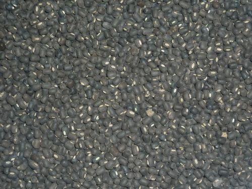 Myanmar Black Matpe/ Black Gram/Beans