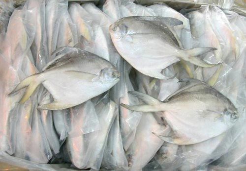 Fresh Silver Pomfret Fish