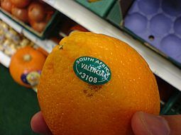 Grade A Valencia Oranges