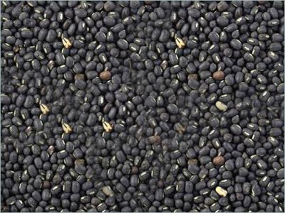 Myanmar Black Matpe/ Black Gram/Beans