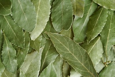 Dries Bay Leaf