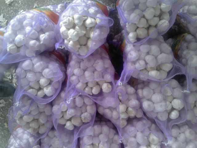 2014 new crop fresh white and pure garlic for 5cm 5.5cm