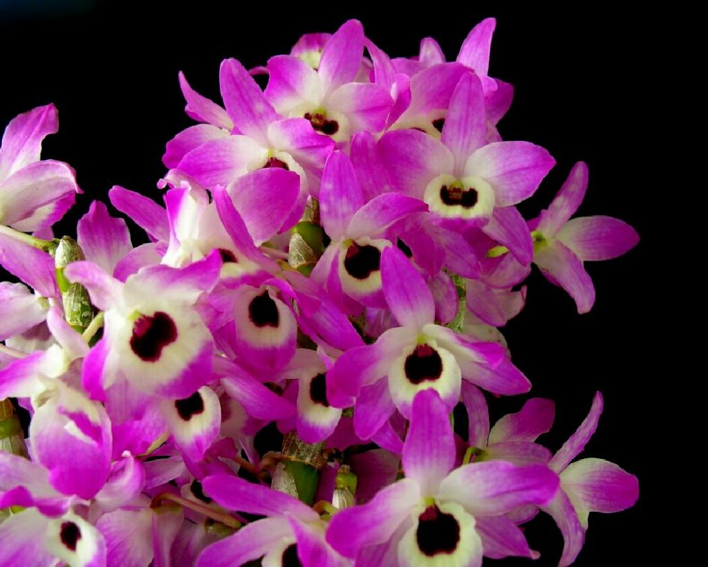 Fresh Orchid Flowers