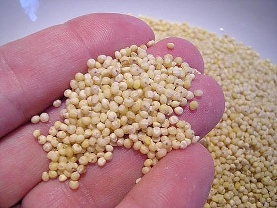 Top Quality Millet Seeds