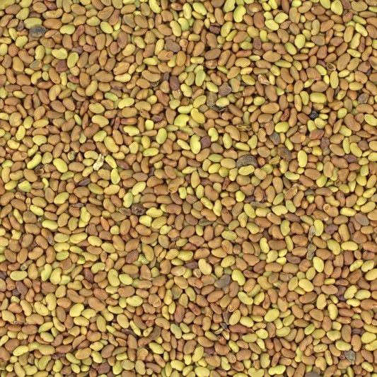 Top Quality Alfalfa Seeds