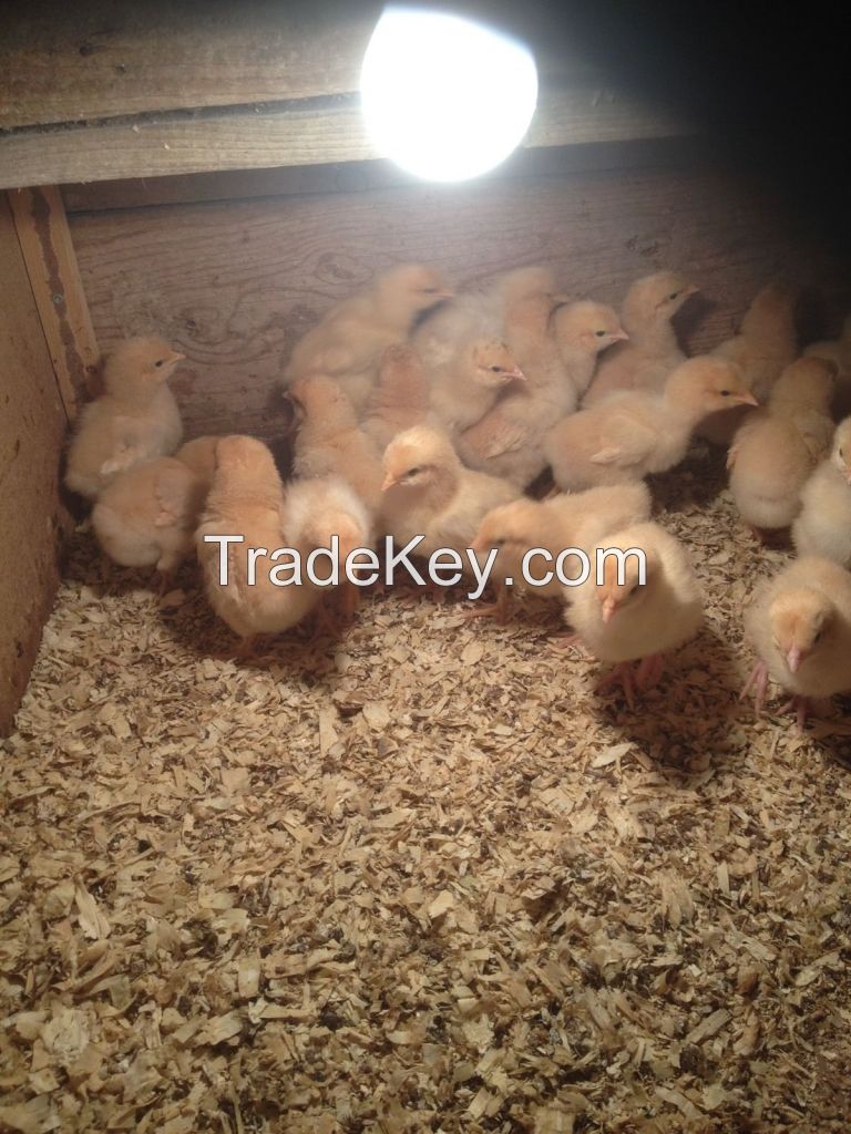 We Offer Good Quality Pine Wood Shavings For Animal Bedding 