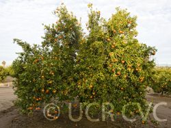 fresh Mandarin-  Honey  tangerine 