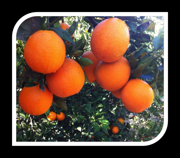 Fresh Orange Navel