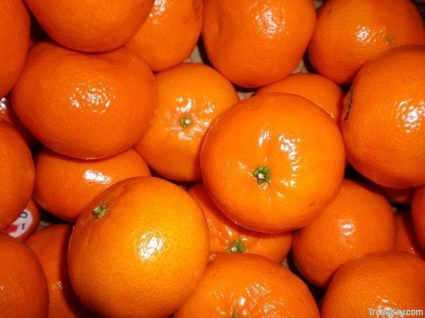 fresh Mandarin-  Honey  tangerine