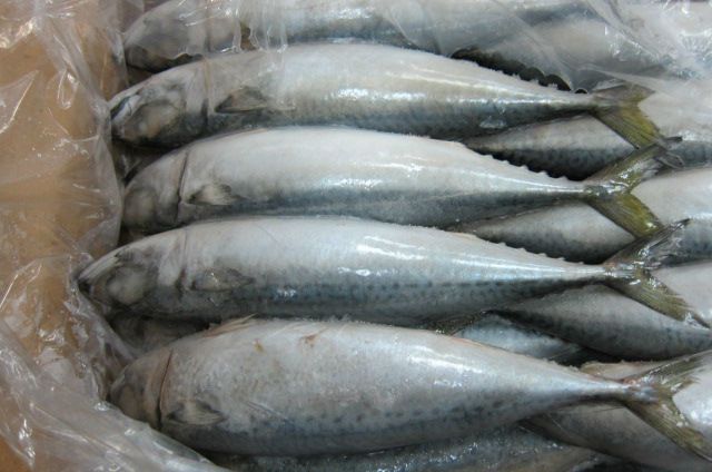 Fresh Mackerel fish for sale 