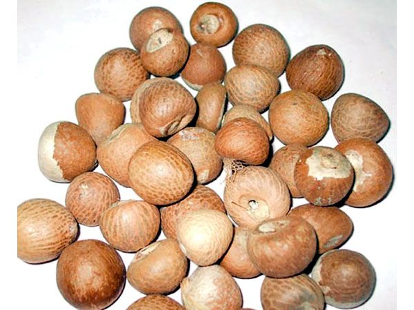 Betel Nuts