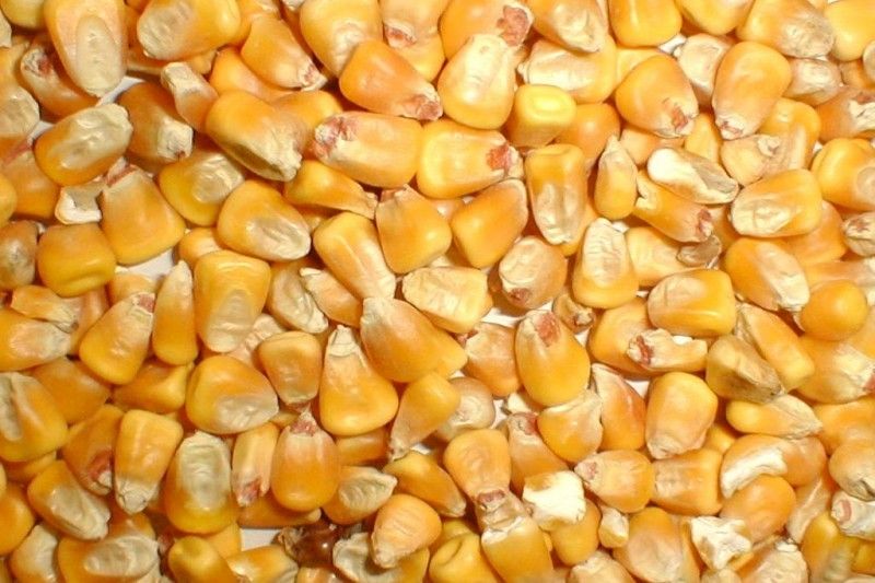 Corn